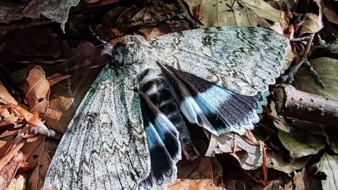 falena pollino ricerca
