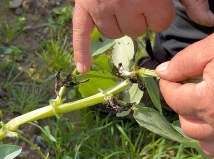 gelata capodanno danni agricoltura