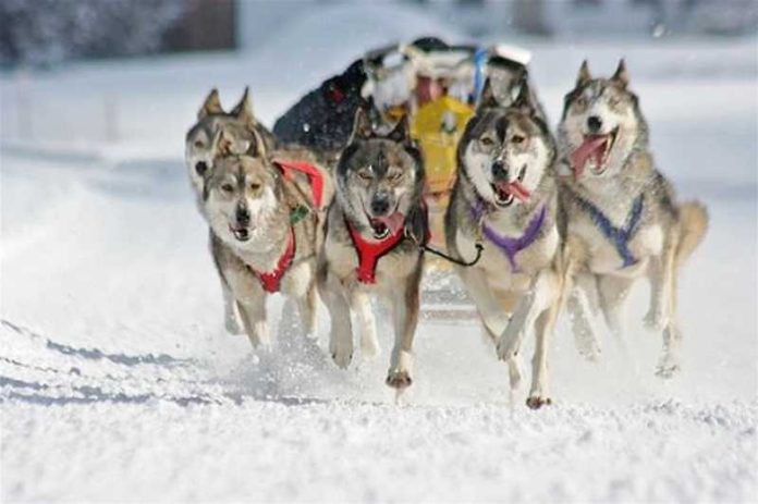 Dog in The Snow Sila