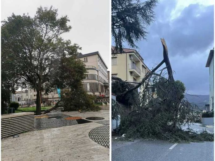alberi caduti catanzaro