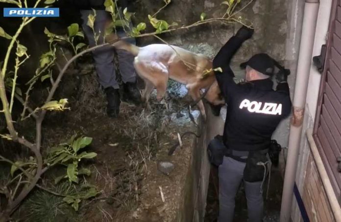 blitz antidroga marano principato