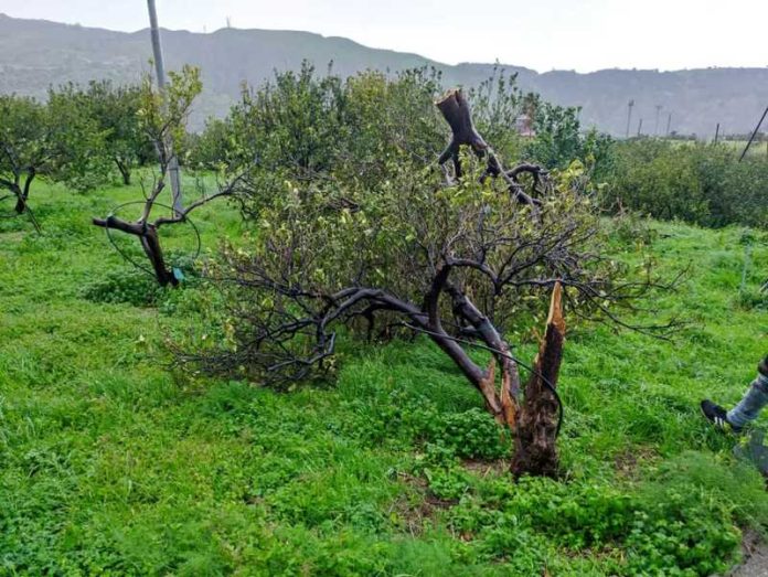 danni maltempo agricoltura calabria