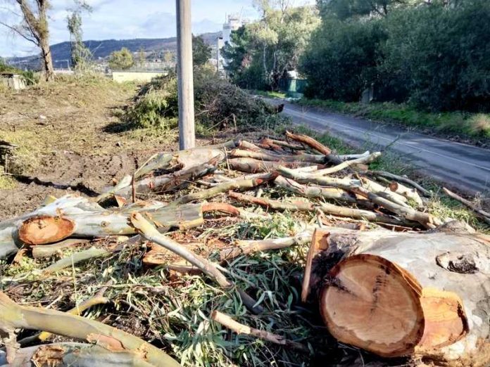 eucalipti abbattuti vibo marina