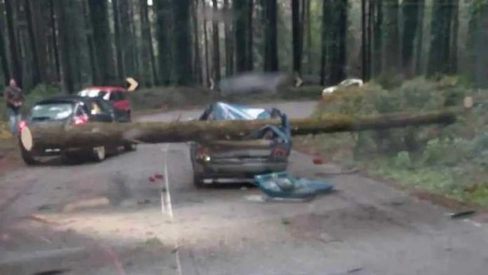 incidente albero serra san bruno