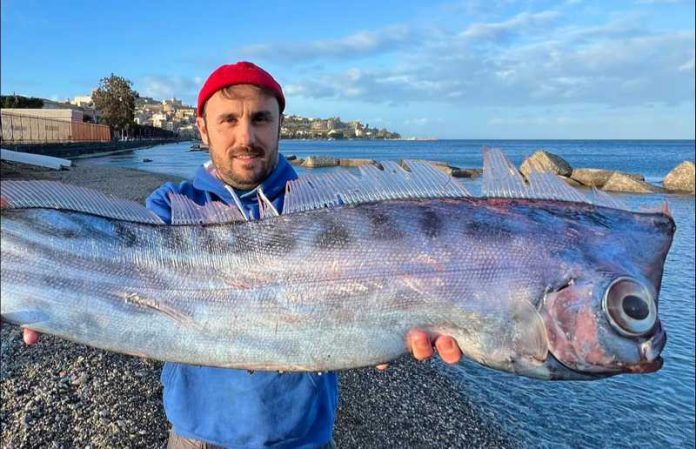 pesce liocorno