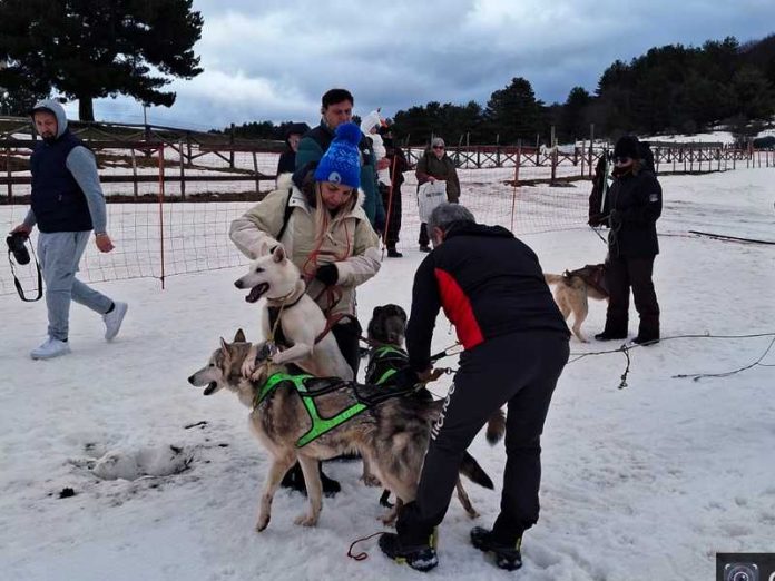 sleddog sila