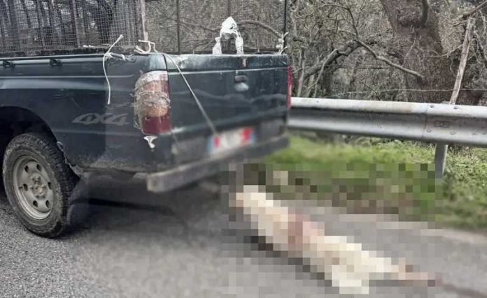animale trascinato auto