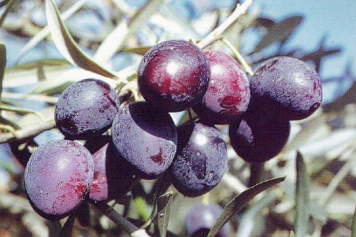 oliva grossa di cassano