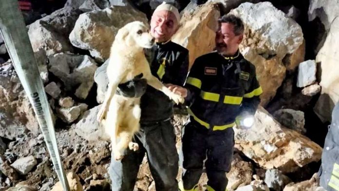 salvataggio cane randagio schiavonea