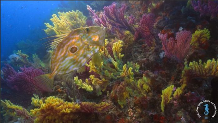 fondale marino pesce coralli