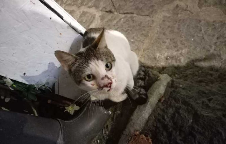 gatto grisù ferito