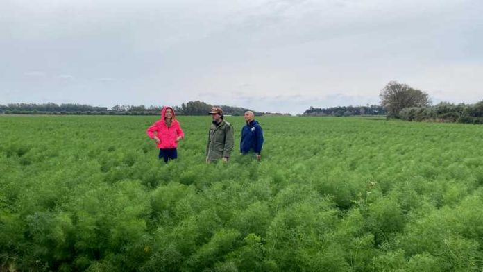 linea verde illumina costa jonica