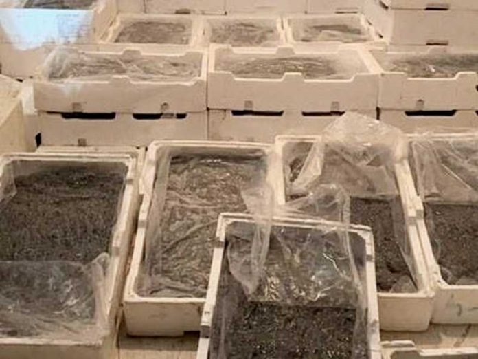 montegiordano sequestro novellame