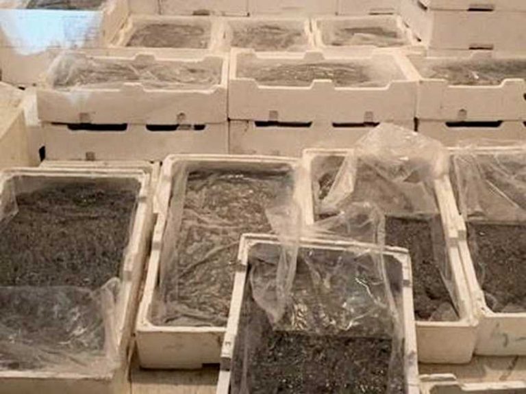 montegiordano sequestro novellame