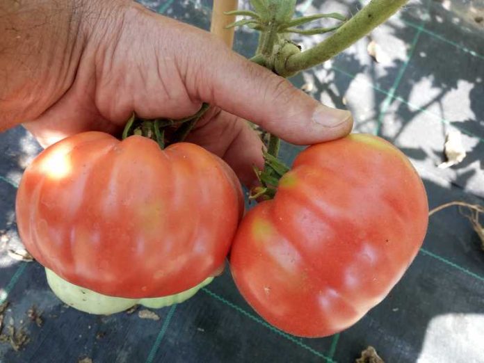 pomodri calabresi belmonte