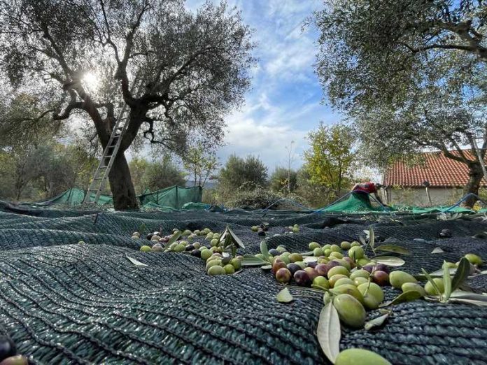 raccolta olive calabria