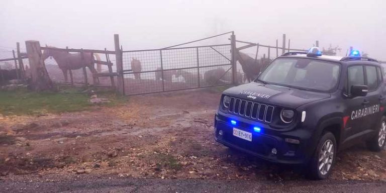 sequestro cavalli petronà