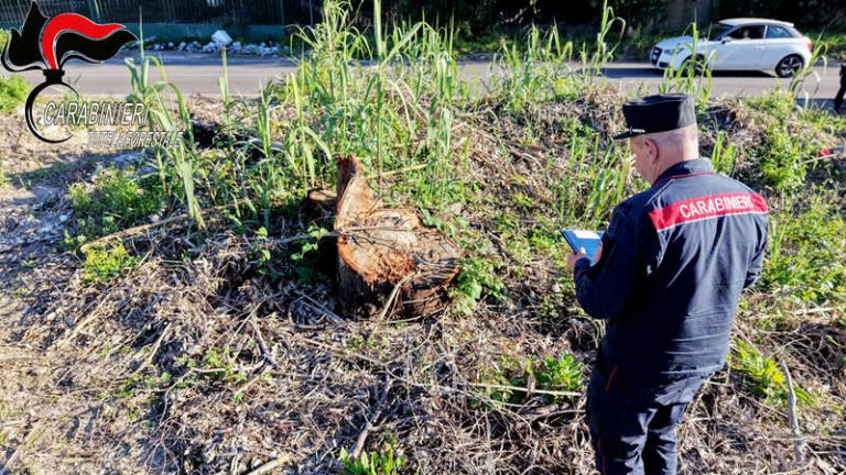 taglio illegale eucalipto vibo