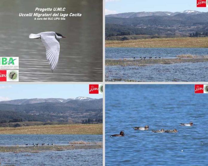 uccelli migratori cecita sila