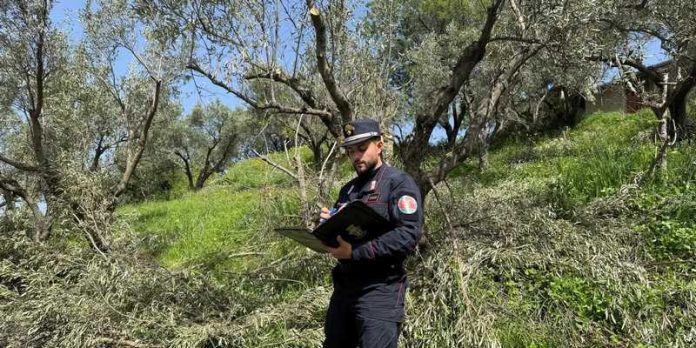 ulivi abbattuti illegalmente