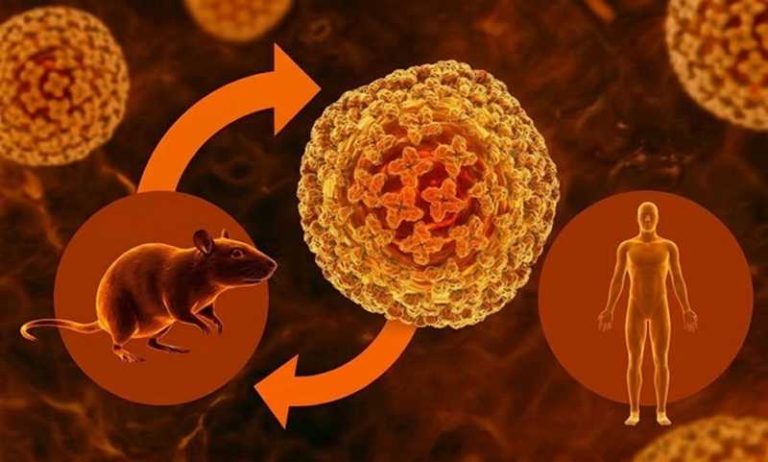 Hantavirus_trasmissione