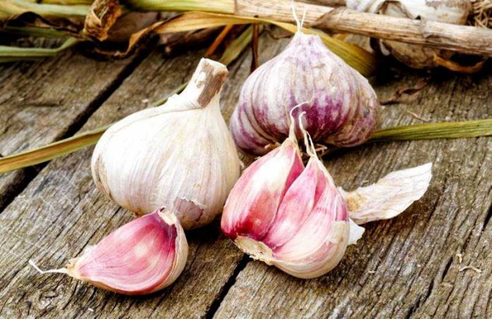 aglio papaglionti
