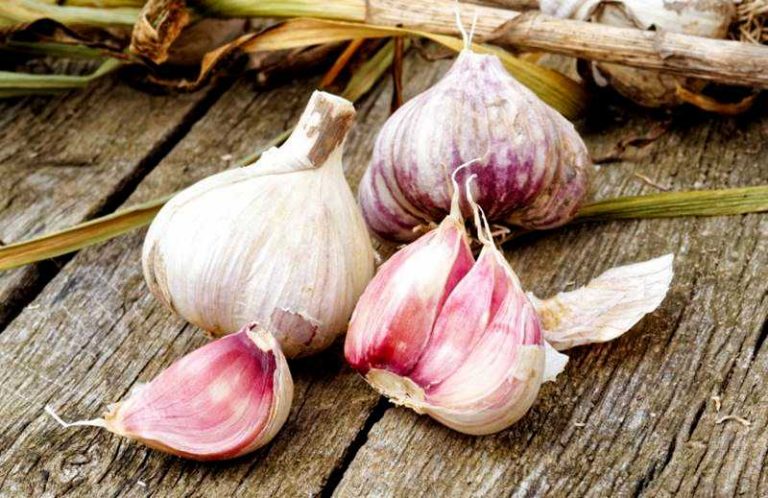 aglio papaglionti