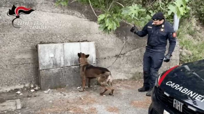 cane antidroga contatori acqua