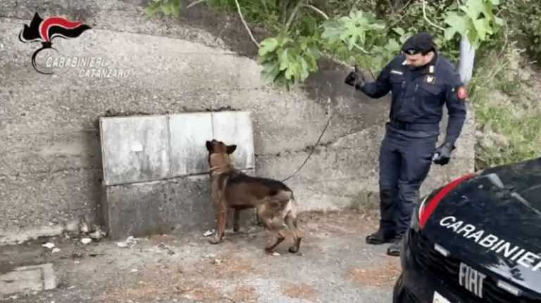 cane antidroga contatori acqua
