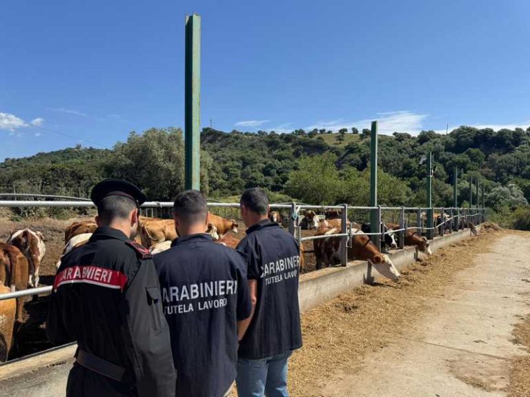 carabinieri lavoro nero azienda agricola