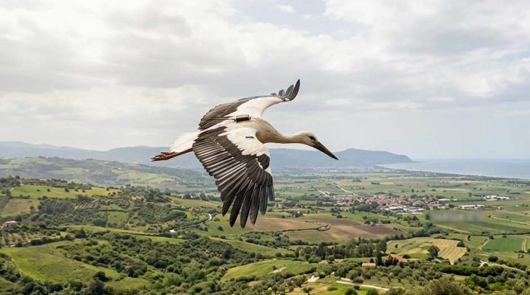 cicogna