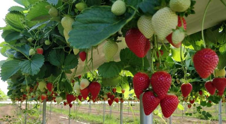 fragole acconia curinga