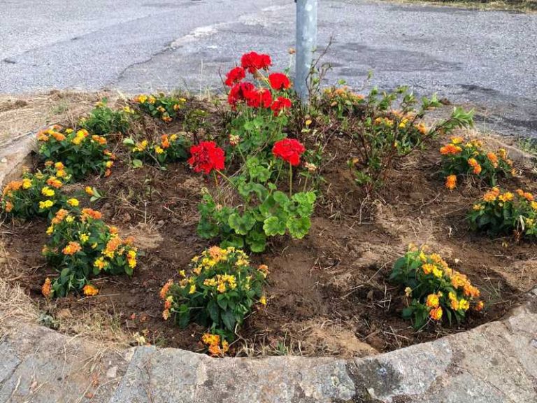 furto fiori rotonda olivadi