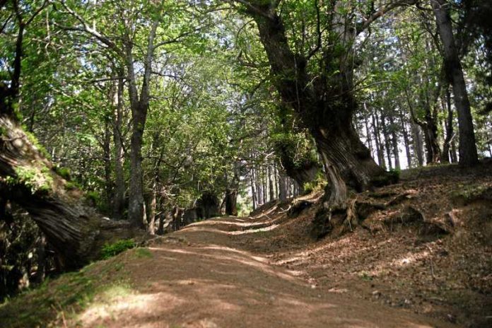 giganti cozzo del pesco