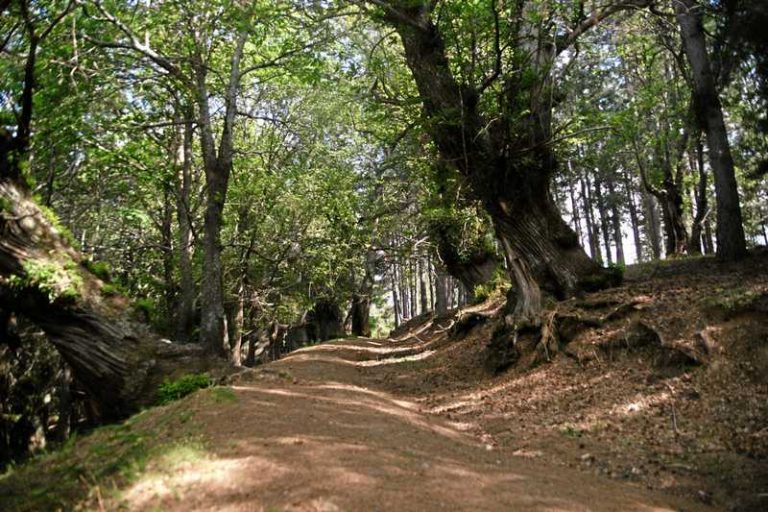 giganti cozzo del pesco