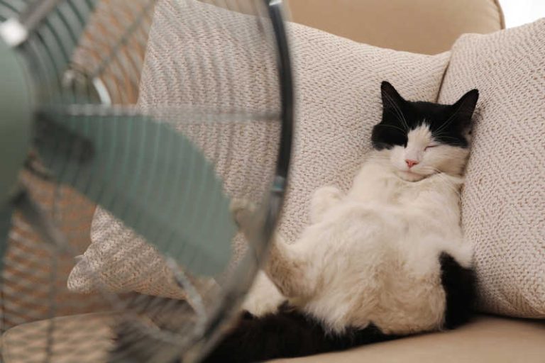 caldo animali gatto ventilatore