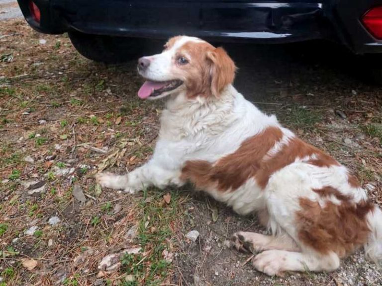 cane smarrito aspromonte