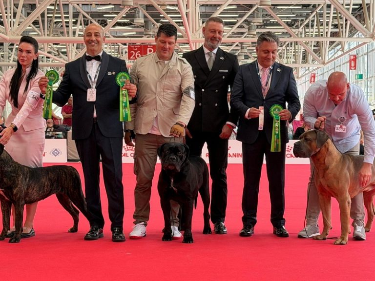 Un cane Corso calabrese conquista il primo posto in Italia
