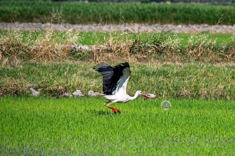 cicogna piana di sibari_foto carmine schiavo