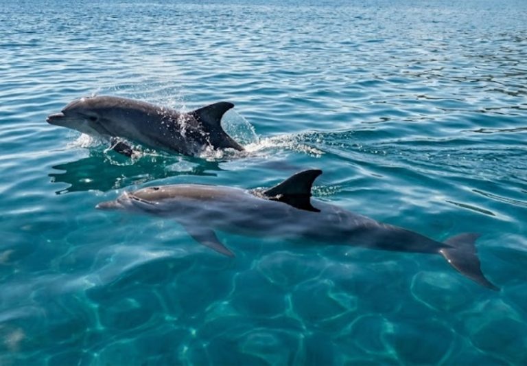 Danza d’inizio estate: due delfini incantano i bagnanti sul litorale ionico cosentino