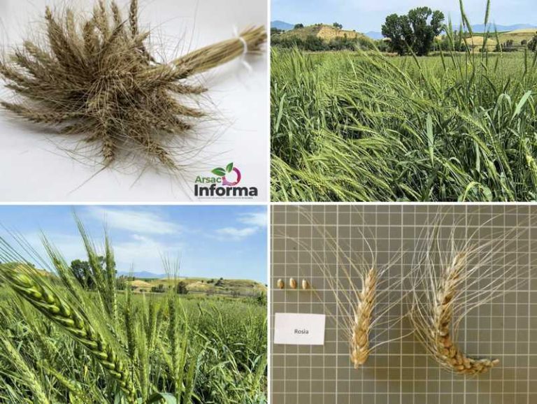 grano rosìa maierato