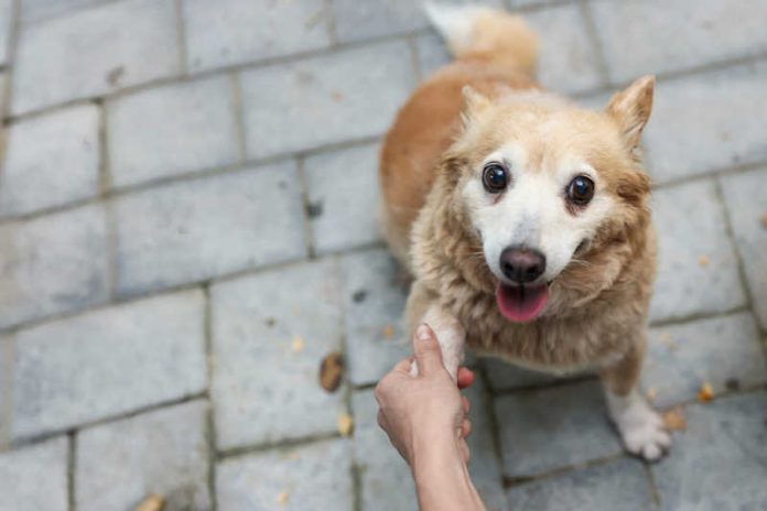 cane donazioni canili