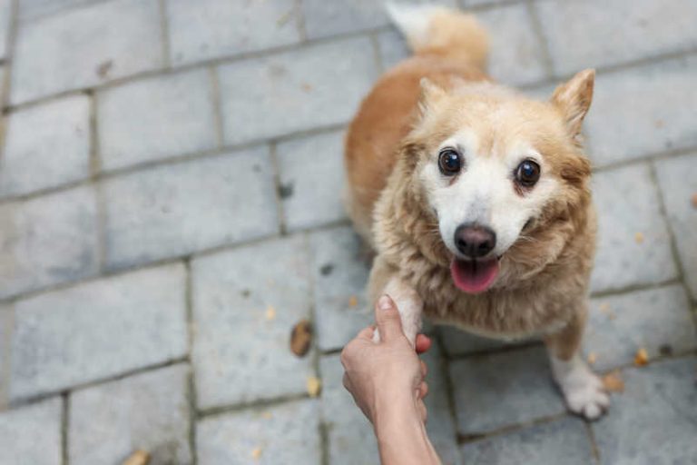 cane donazioni canili
