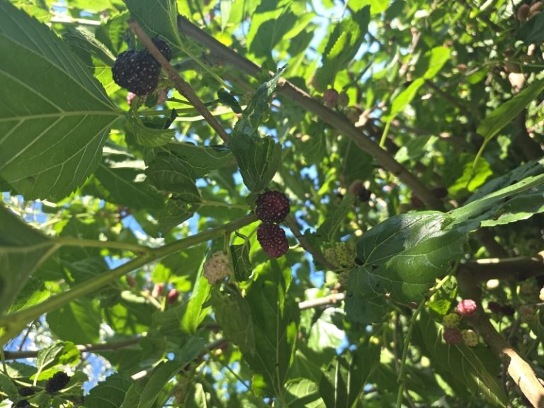 Il tesoro dolce della Calabria: la mora di gelso e i suoi benefici