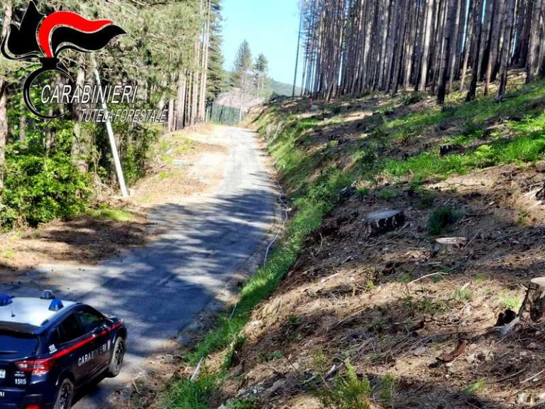 taglio abusivo alberi nardodipace