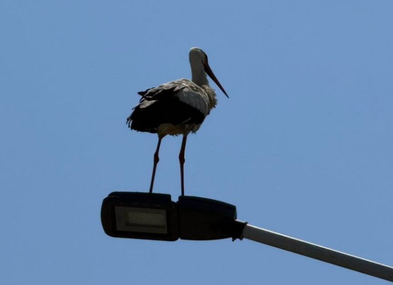 Sibari e il fascino della natura: il ritorno della cicogna tra i cittadini