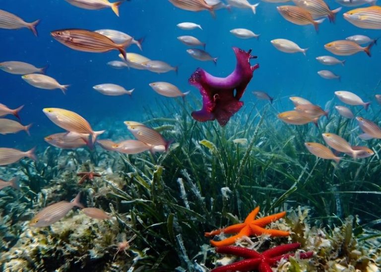 I segreti sommersi della Calabria: il tesoro nascosto dell’isola di Dino