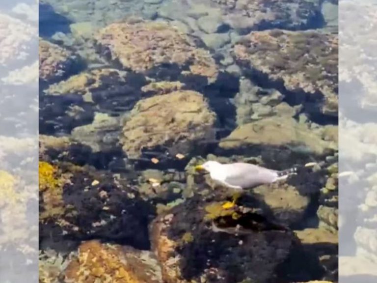 gabbiano pescatore scilla calabria