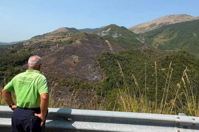 incendi calabria_calabria verde