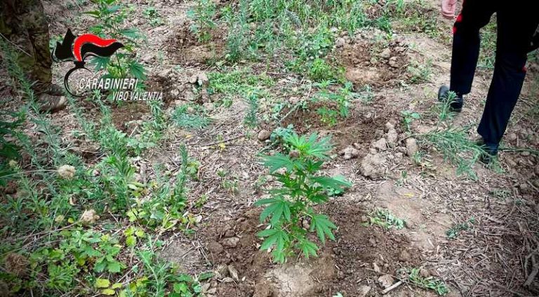 piantagione cannabis polia